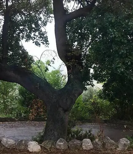 Casale 5 Querce Pineto